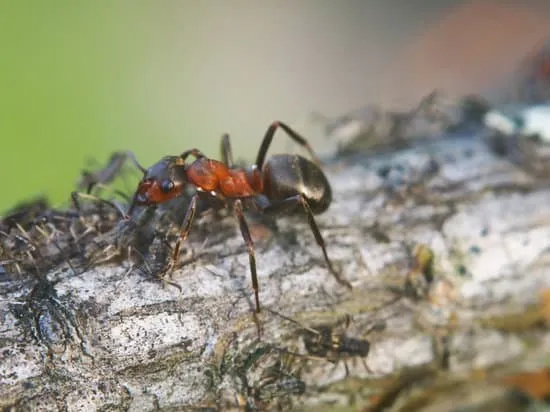 23679 ant species