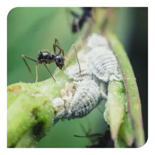 /img/23679-tarantula-survival.webp