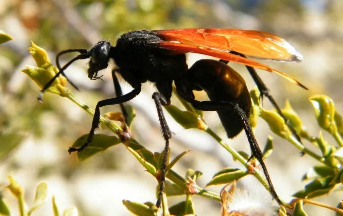 23681 tarantula hawk climate impact