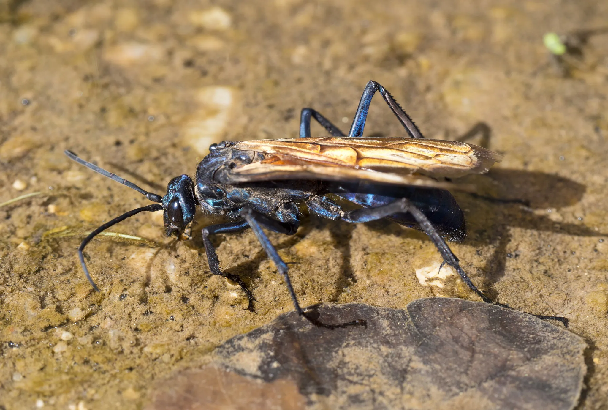 /img/23681-tarantula-hawk-map-reading.webp
