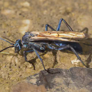 /img/23681-tarantula-hawk-map-reading.webp