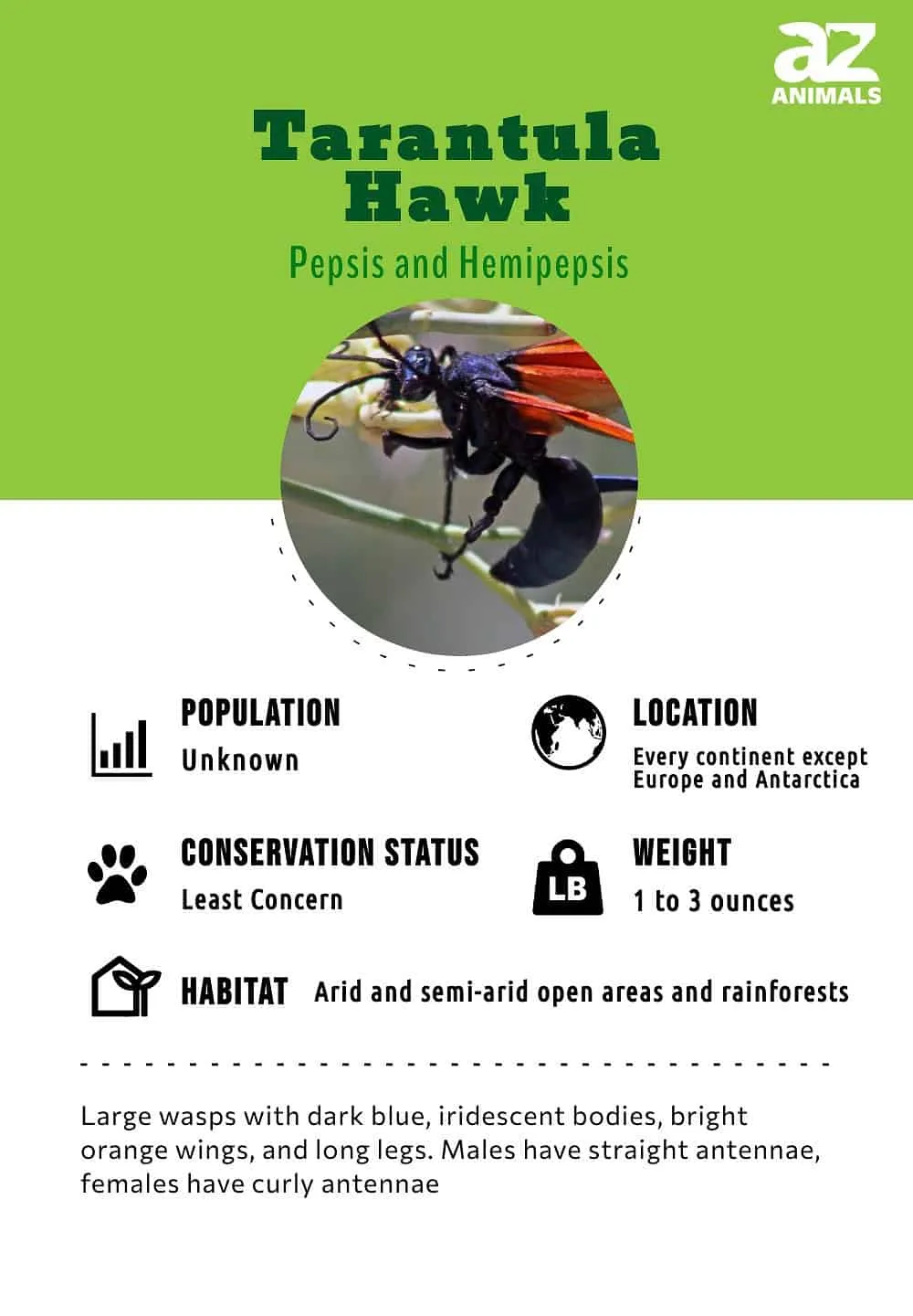 23681 tarantula hawk prey availability