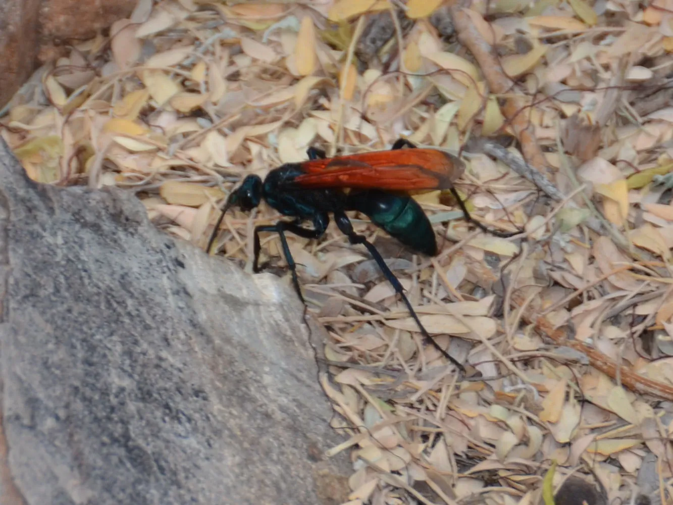 23681 tarantula hawk texas activity map
