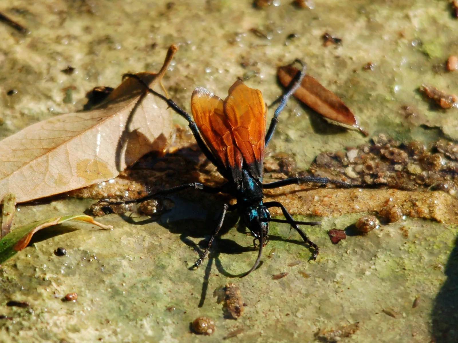 23681 tarantula hawk texas habitat