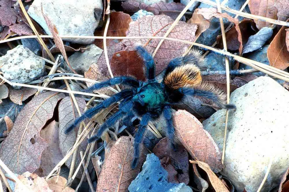 23682 tarantula enclosure