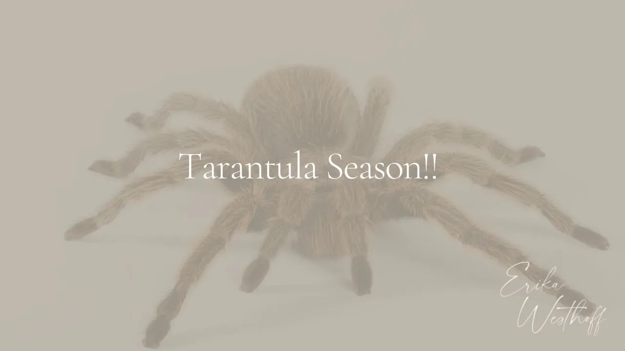 23682 tarantula habitat