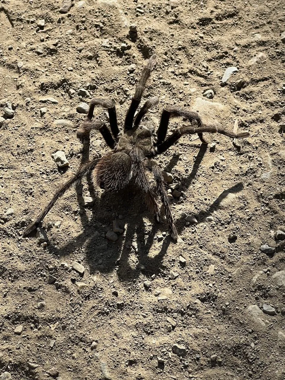 /img/23682-tarantula-molting.webp