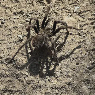/img/23682-tarantula-molting.webp
