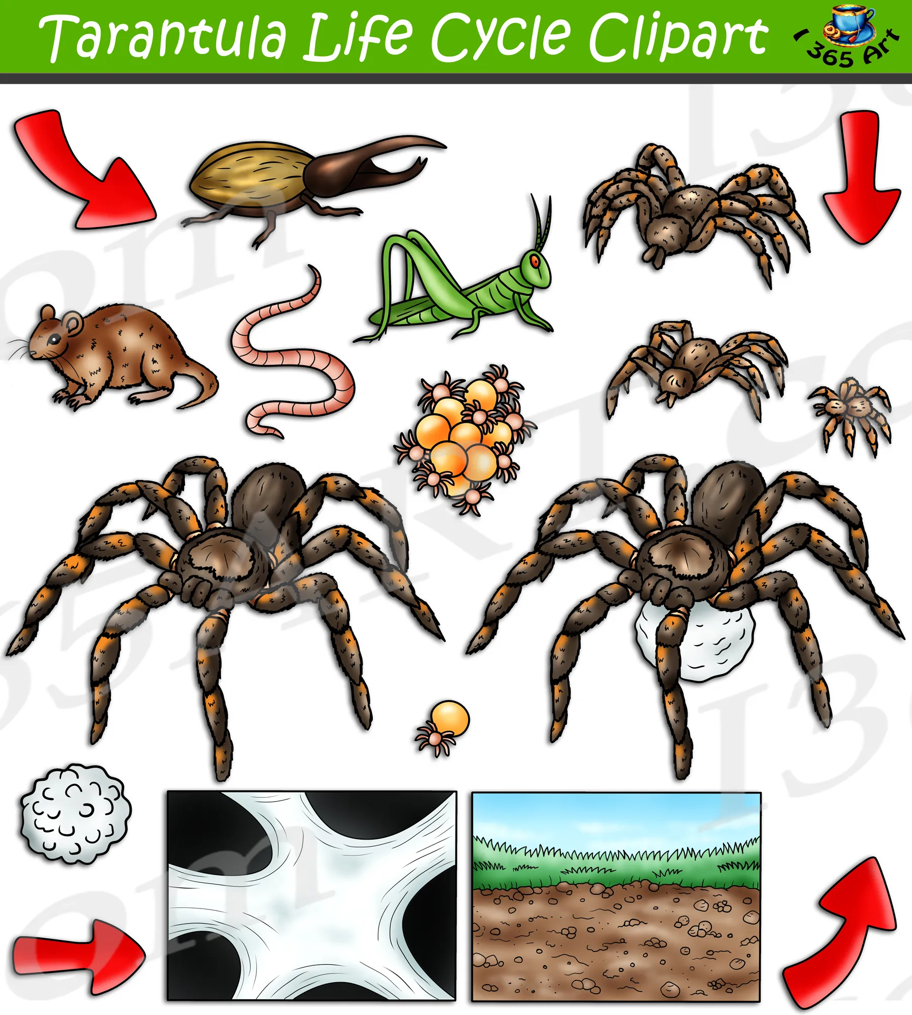 23683 tarantula feeding