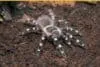 23683 tarantula habitat