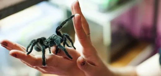 23683 tarantula life expectancy