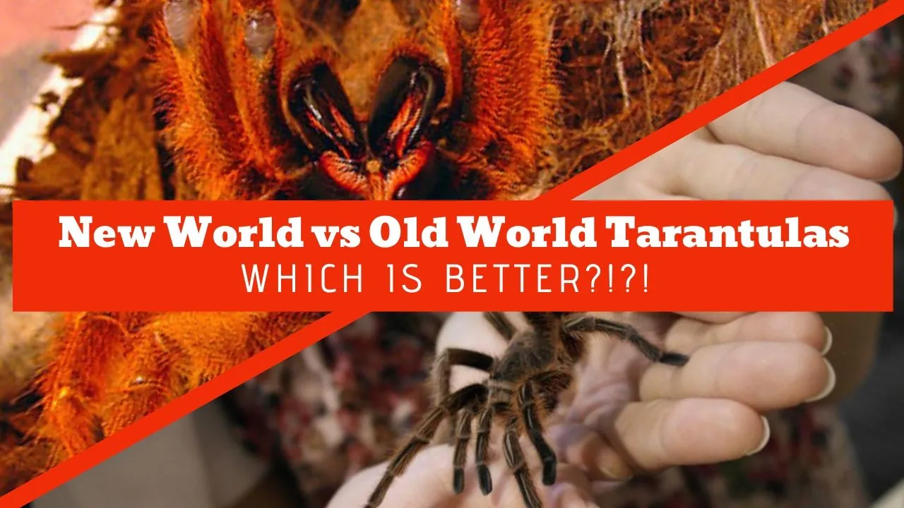 /img/23684-new-world-tarantula-defensive.webp