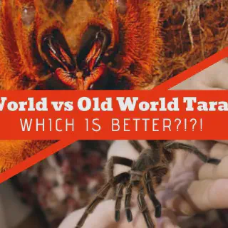 /img/23684-new-world-tarantula-defensive.webp