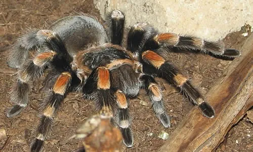23684 new world tarantula handling