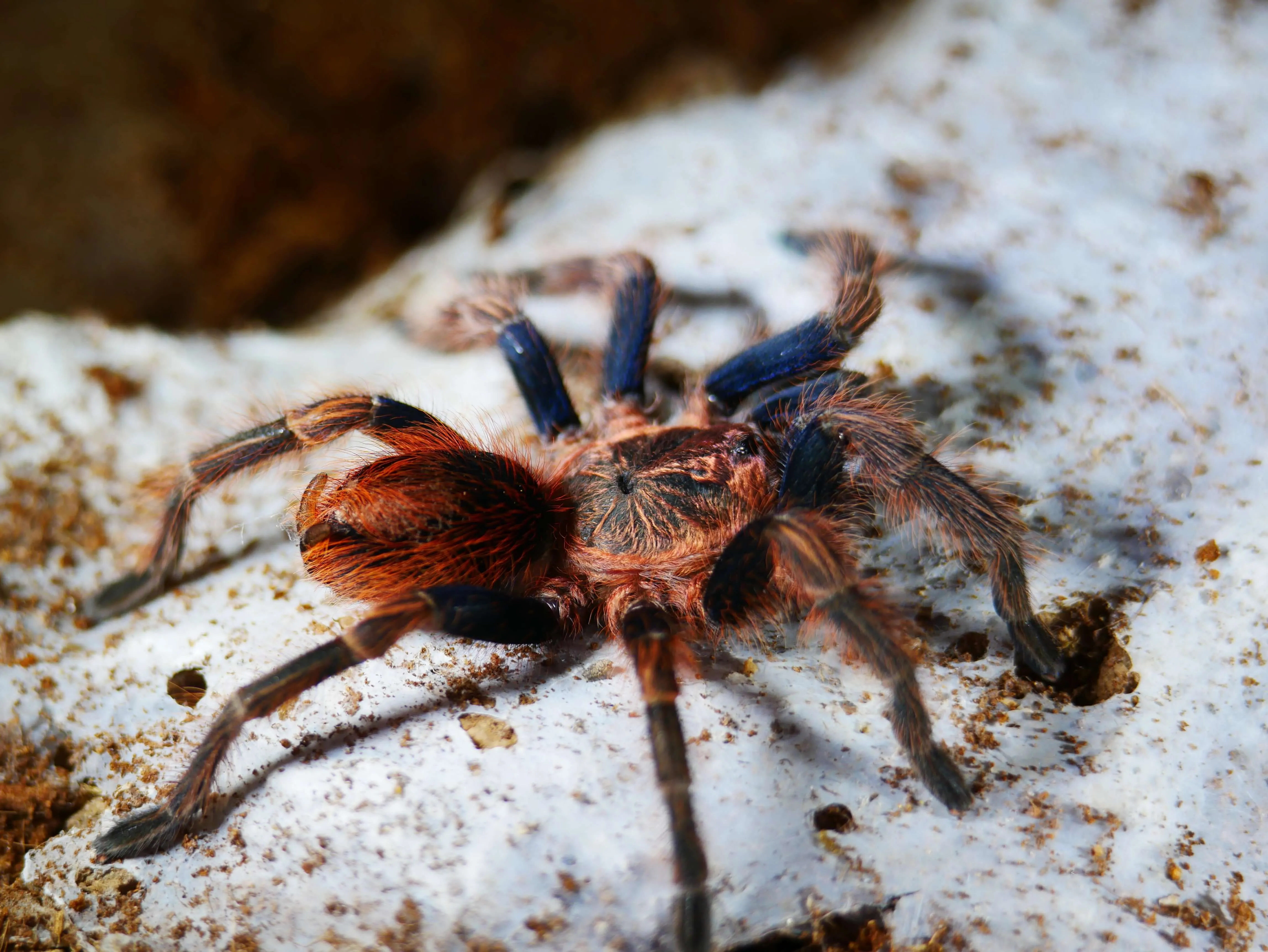 23684 new world tarantula species