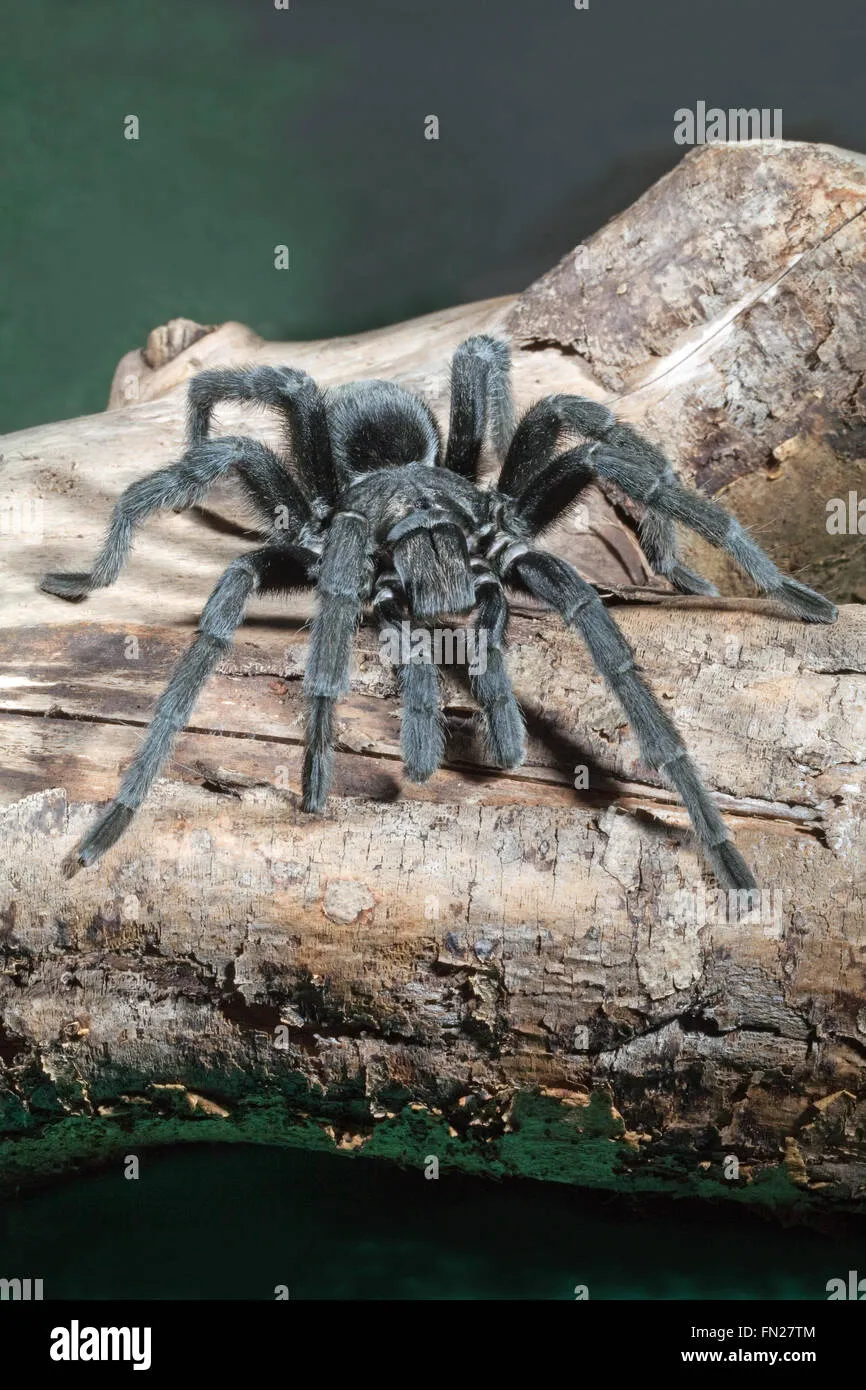23684 new world tarantula venom