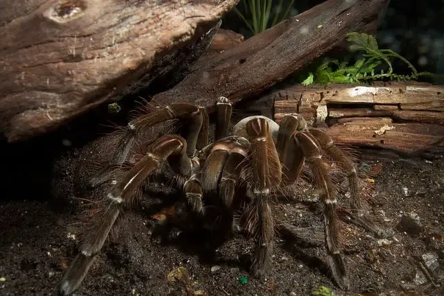 23685 goliath bird eater molting
