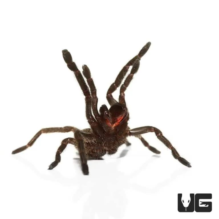 /img/23687-thailand-black-tarantula-breeder.webp