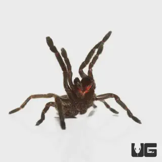 /img/23687-thailand-black-tarantula-breeder.webp