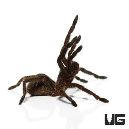 23687 thailand black tarantula eggs