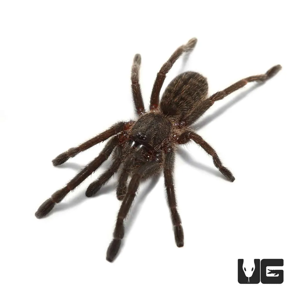 23687 thailand black tarantula enclosure