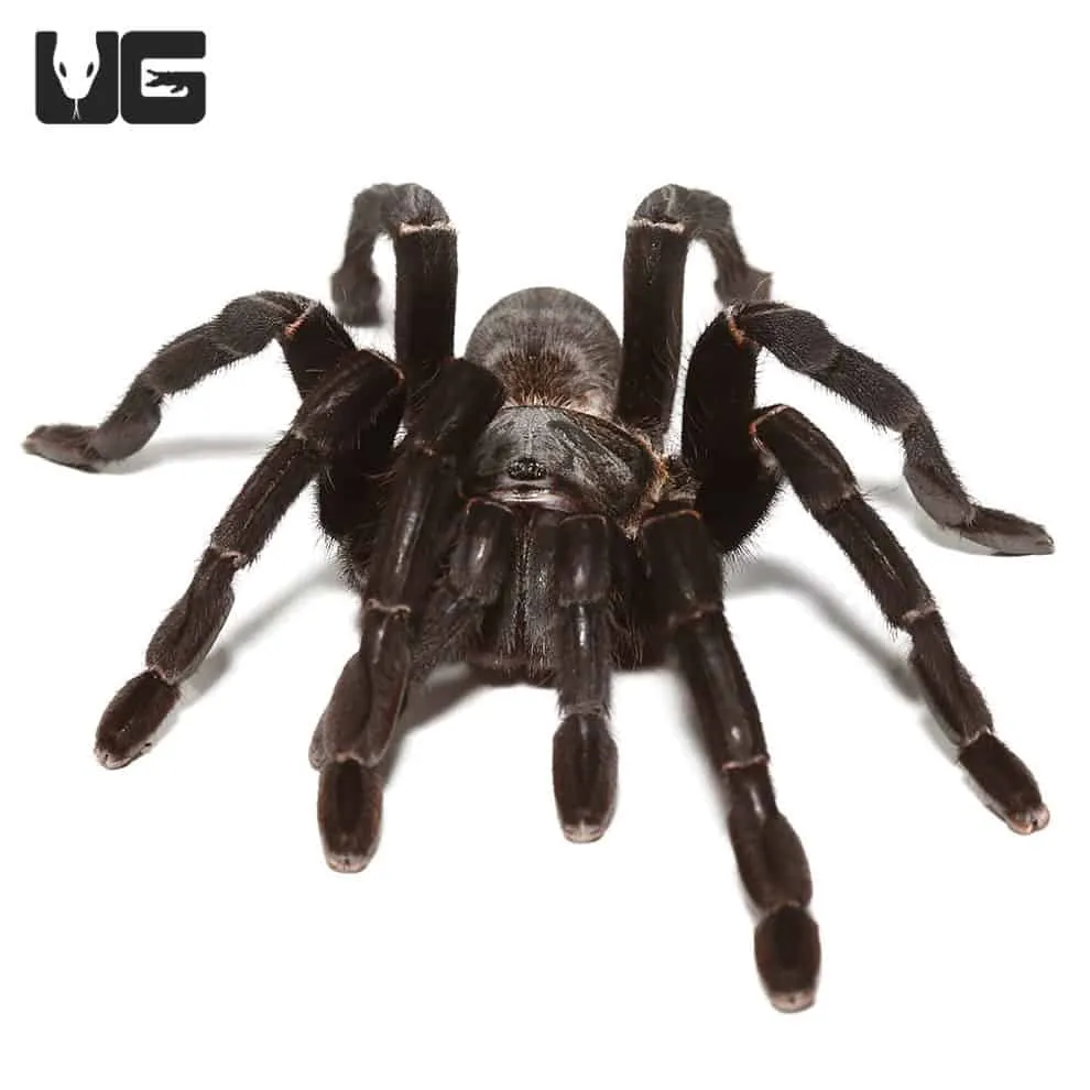 23687 thailand black tarantula feeding