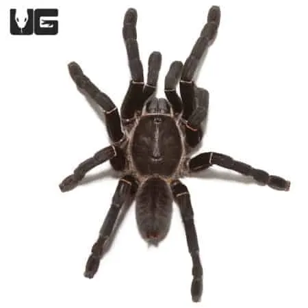 23687 thailand black tarantula habitat