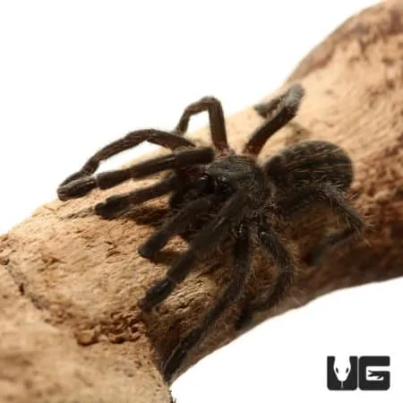 23687 thailand black tarantula handling