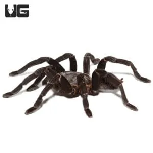23687 thailand black tarantula size