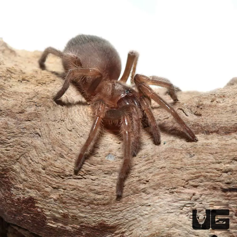 23688 mexican red knee tarantula feeding