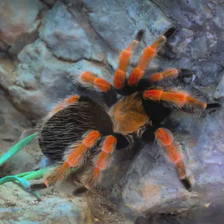 /img/23688-mexican-red-knee-tarantula-health.webp