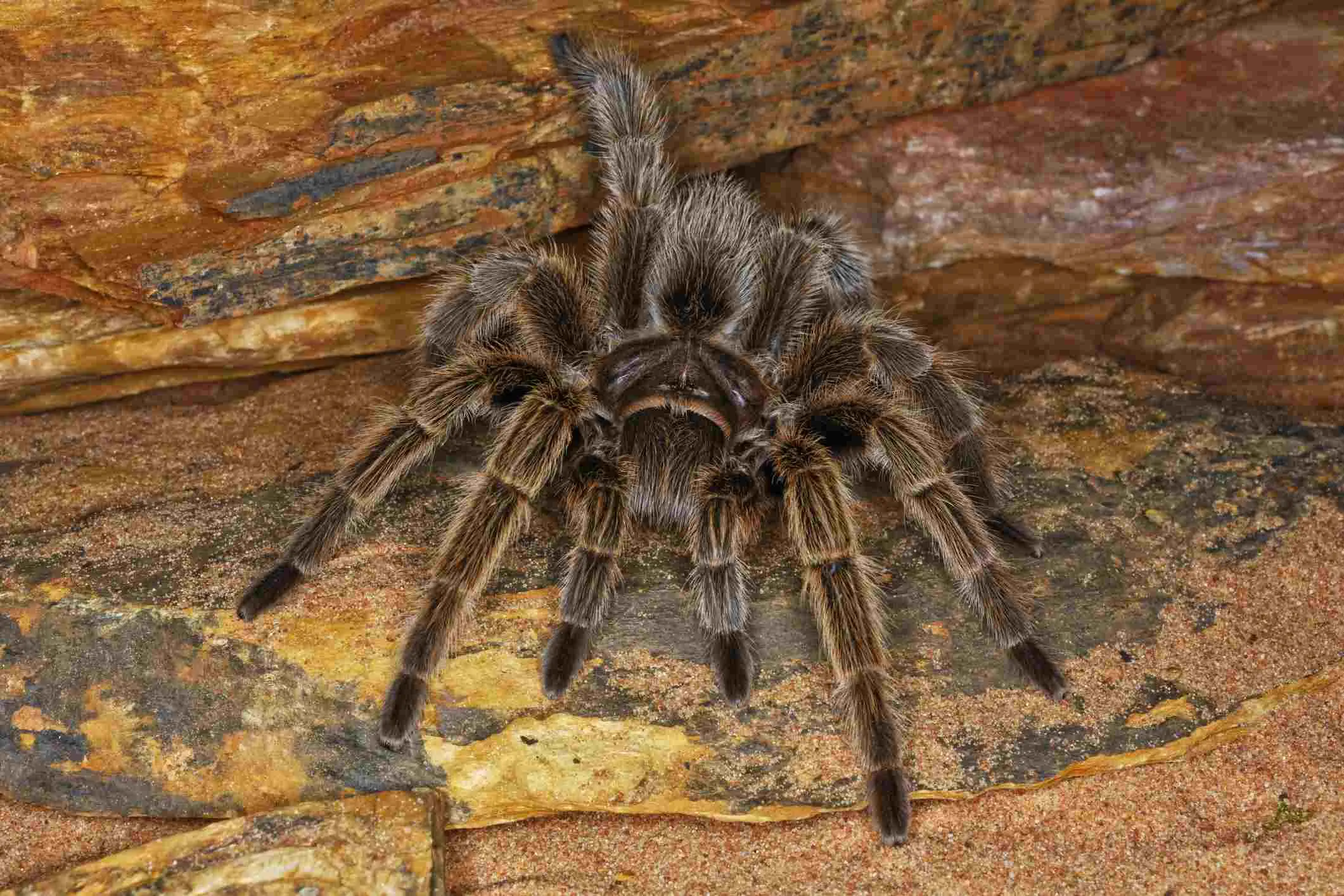 23689 australian bark tarantula