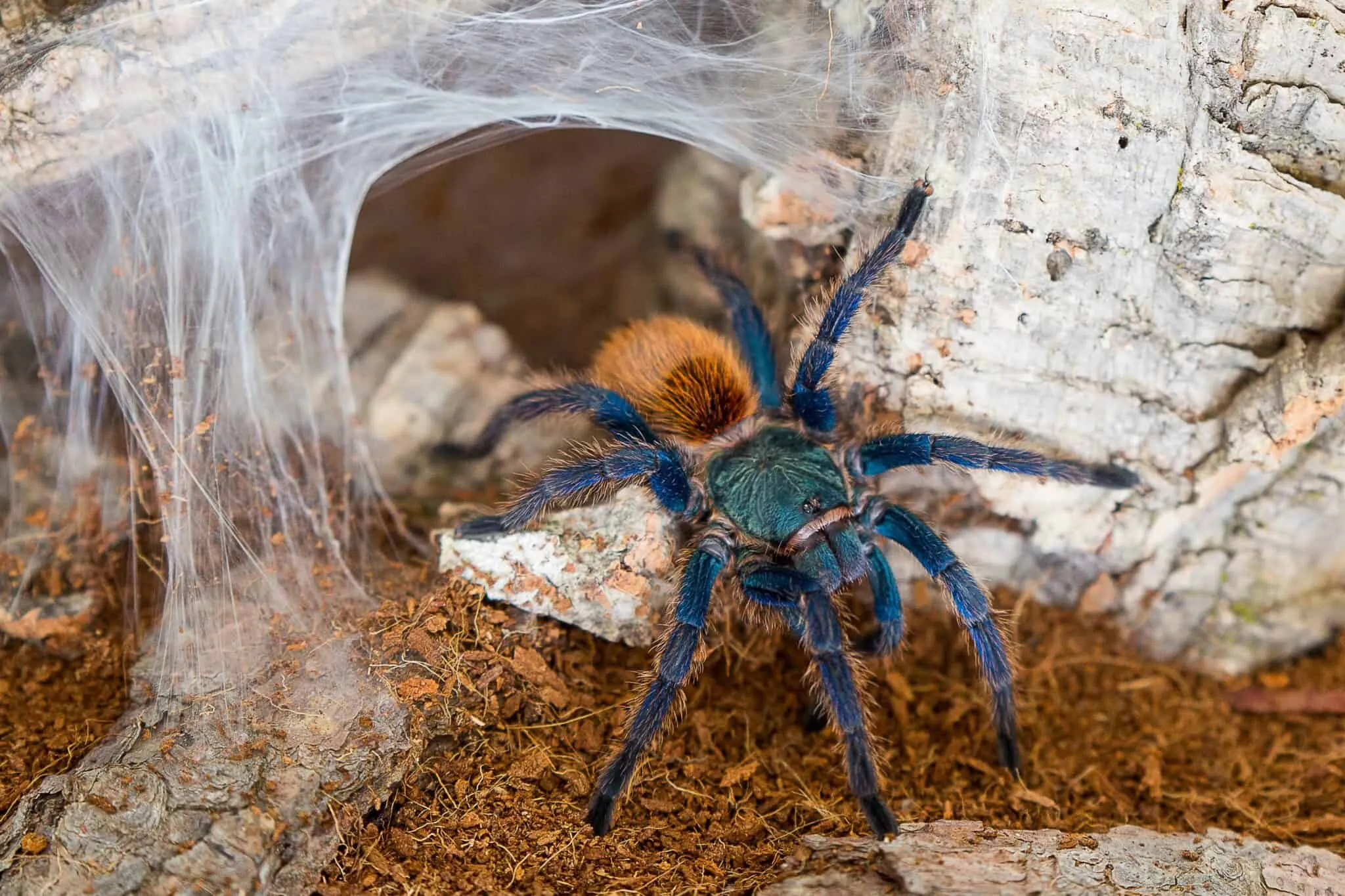 23689 australian tarantula habitat