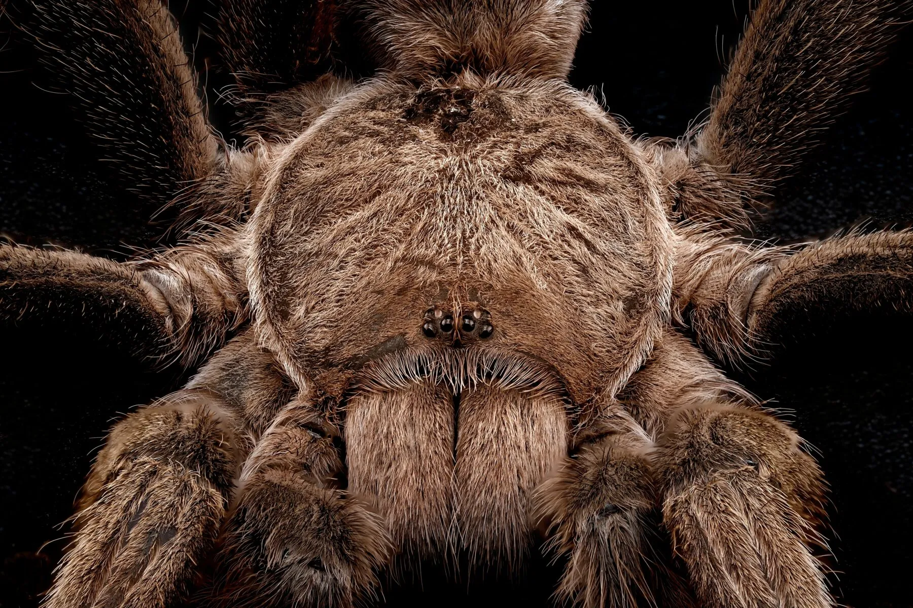 23689 northern territory tarantula
