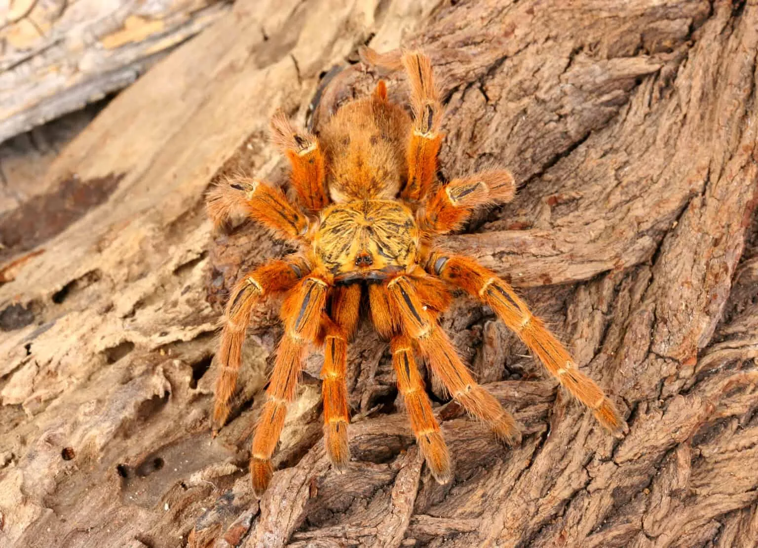 23689 sydney funnel web spider