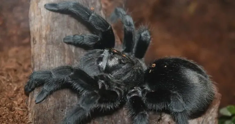 23690 junodi tarantula feeding