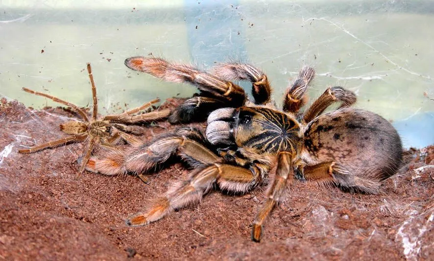 23690 junodi tarantula female