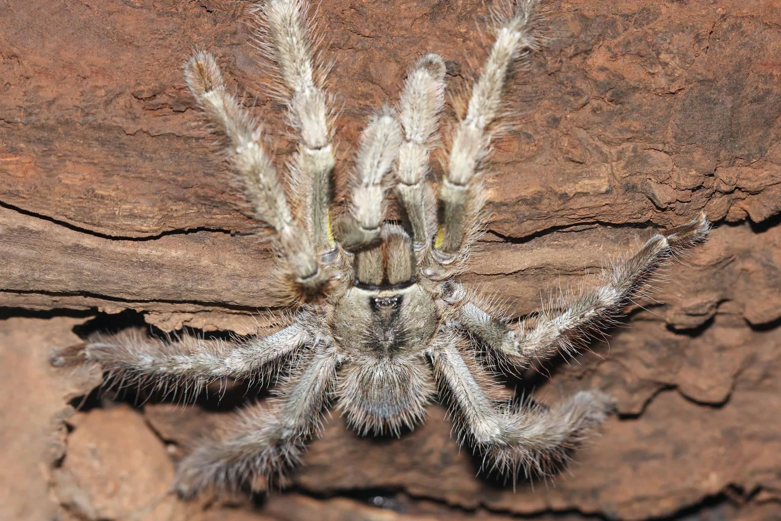 23690 junodi tarantula health