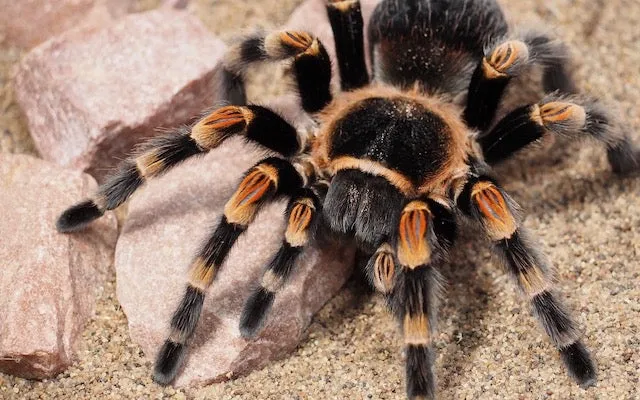 /img/23690-junodi-tarantula-vet.webp