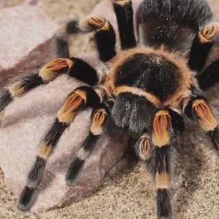 /img/23690-junodi-tarantula-vet.webp