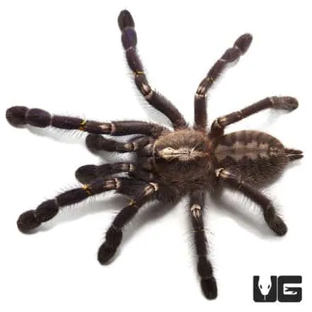 23692 gooty sapphire tarantula enclosure