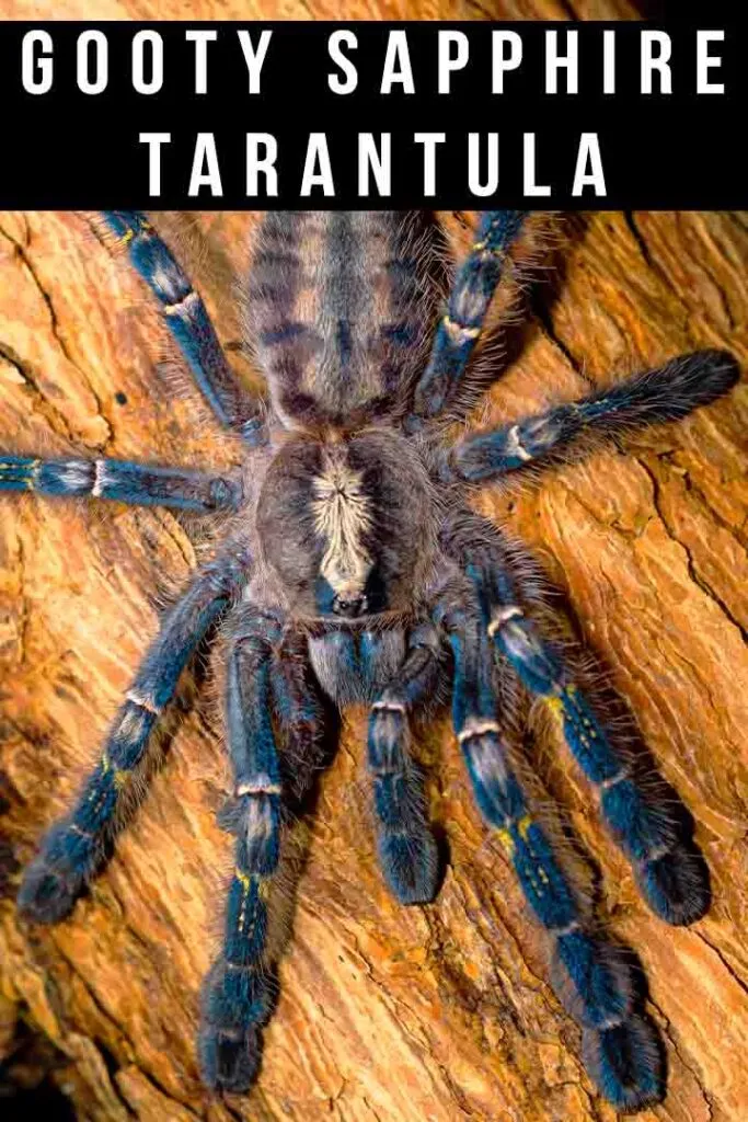 23692 gooty sapphire tarantula feeding