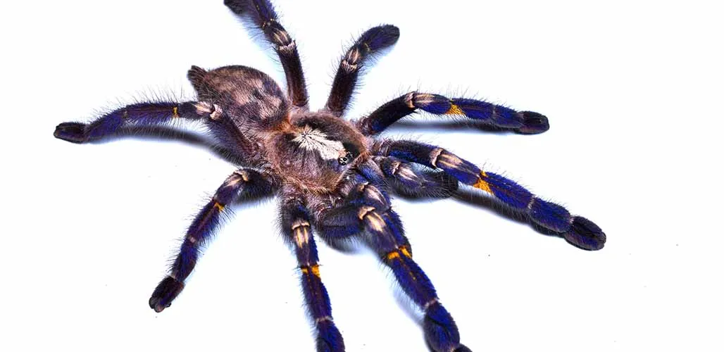 23692 gooty sapphire tarantula habitat