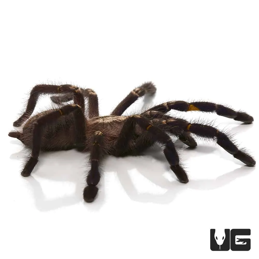 23692 gooty sapphire tarantula handling