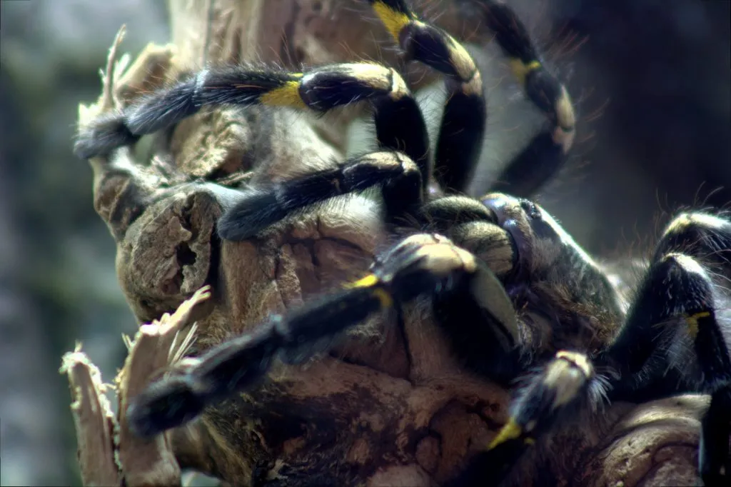 23692 gooty sapphire tarantula humidity