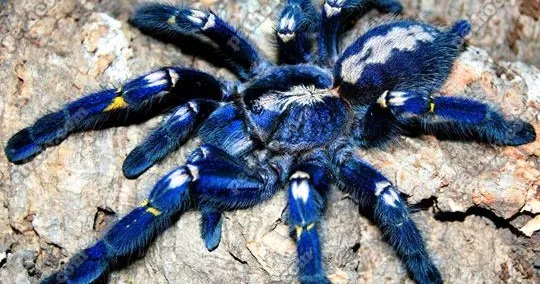 /img/23692-gooty-sapphire-tarantula-molting.webp