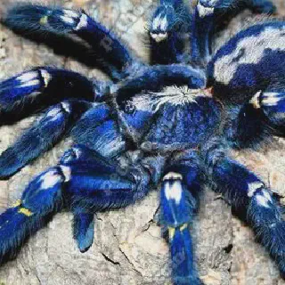 /img/23692-gooty-sapphire-tarantula-molting.webp
