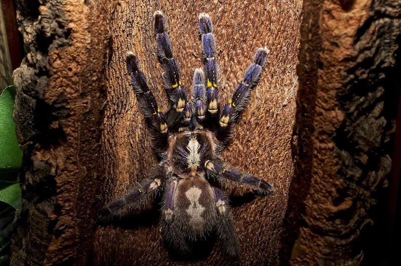 23692 gooty sapphire tarantula overview