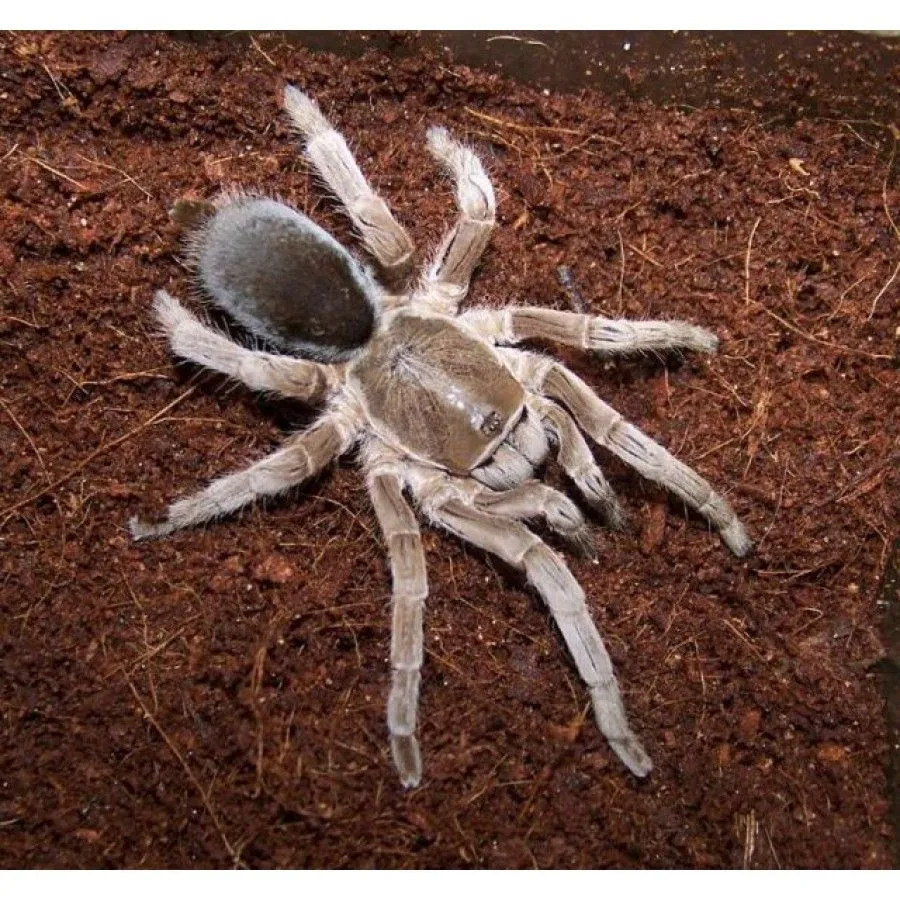 23694 australia tarantula keeping introduction