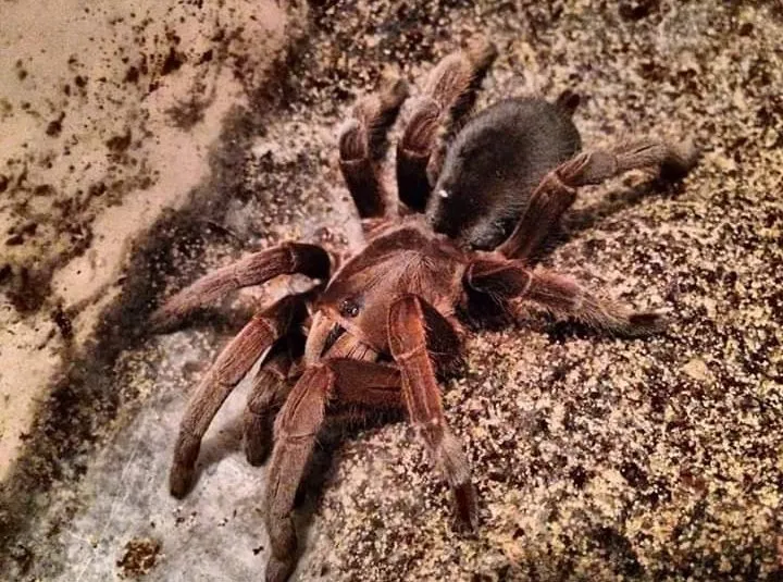 23694 australia tarantula species